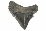 Juvenile Megalodon Tooth - South Carolina #172118-1